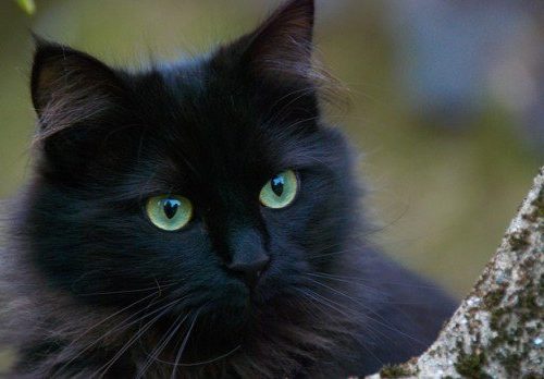 Black cat day: il giorno dei gatti neri